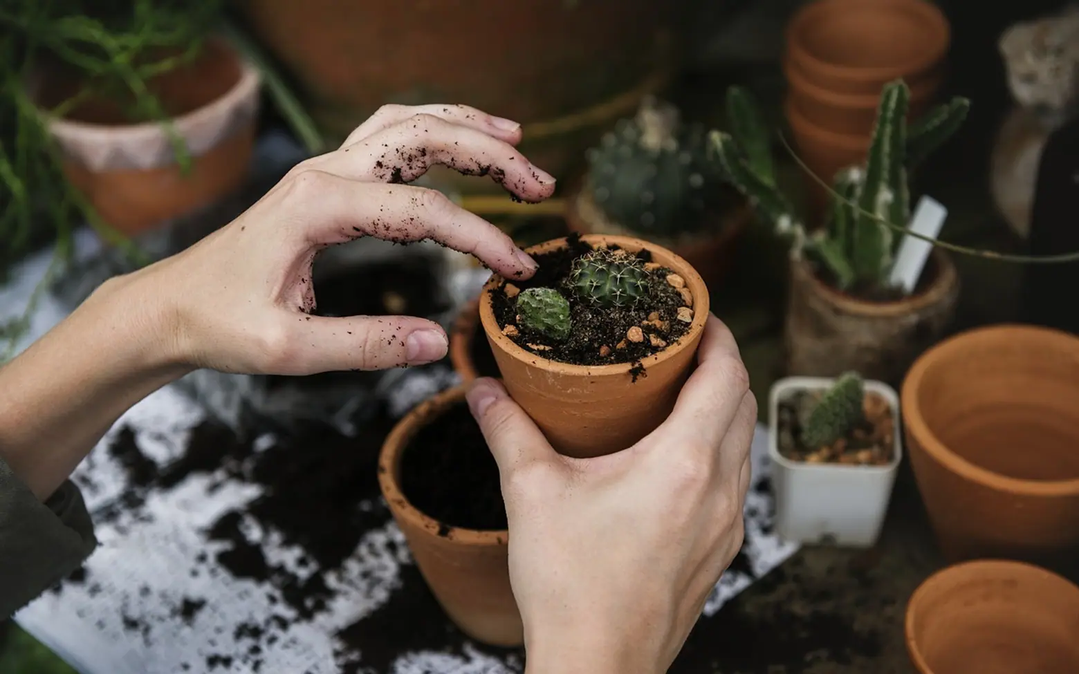 Ecology, environment and garden
