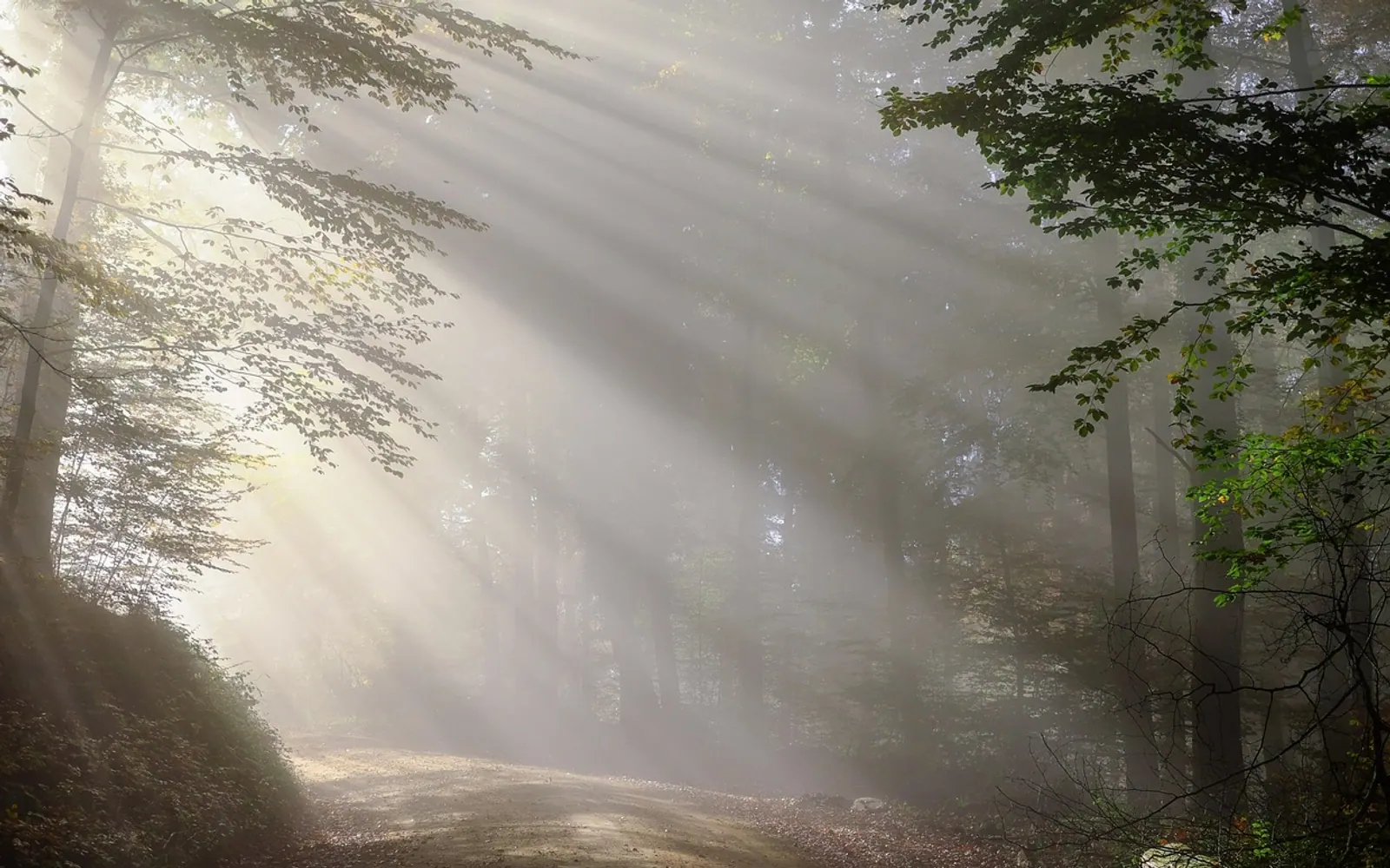 Dirt road, nature and sunbeams