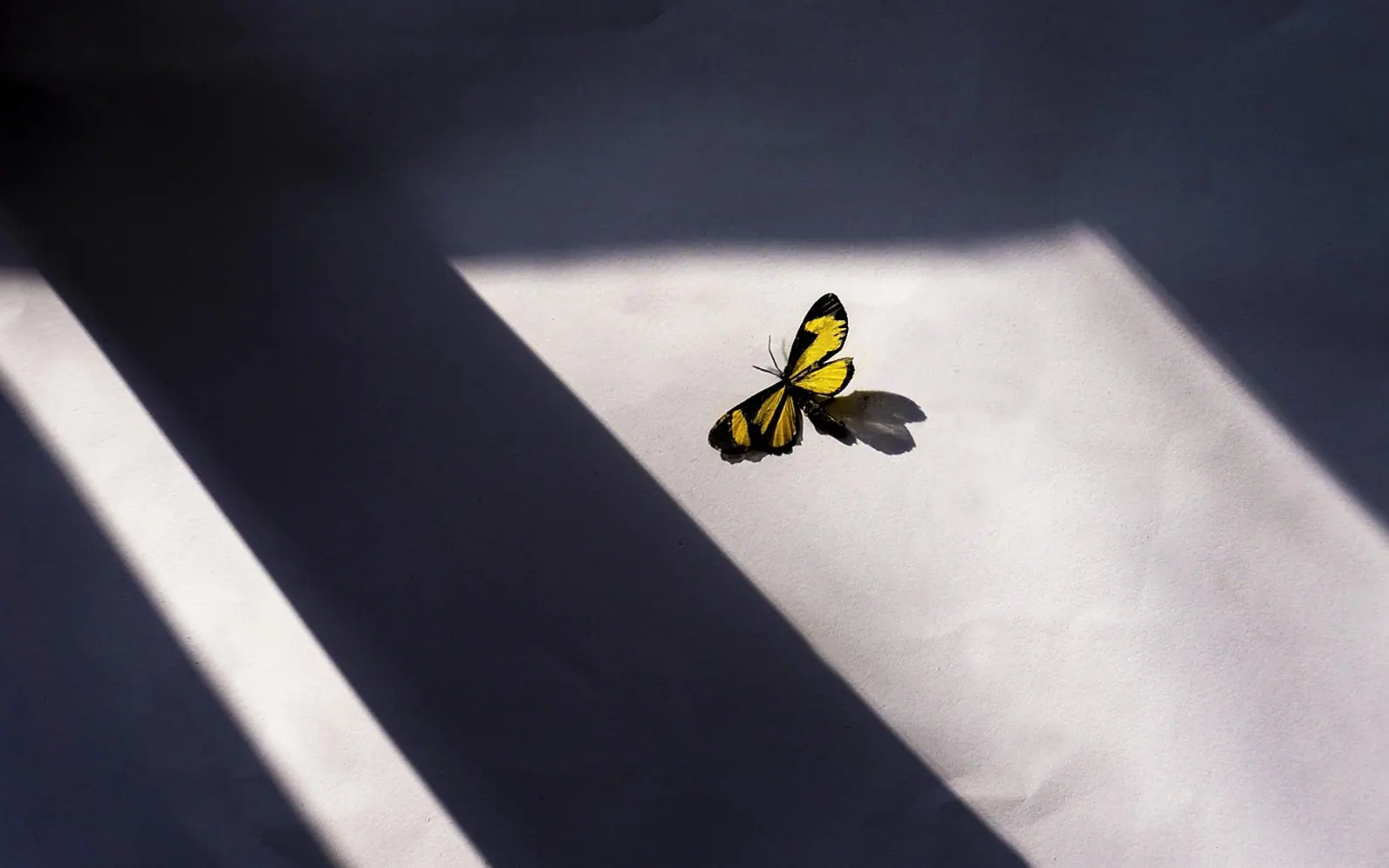 Butterfly, window and art